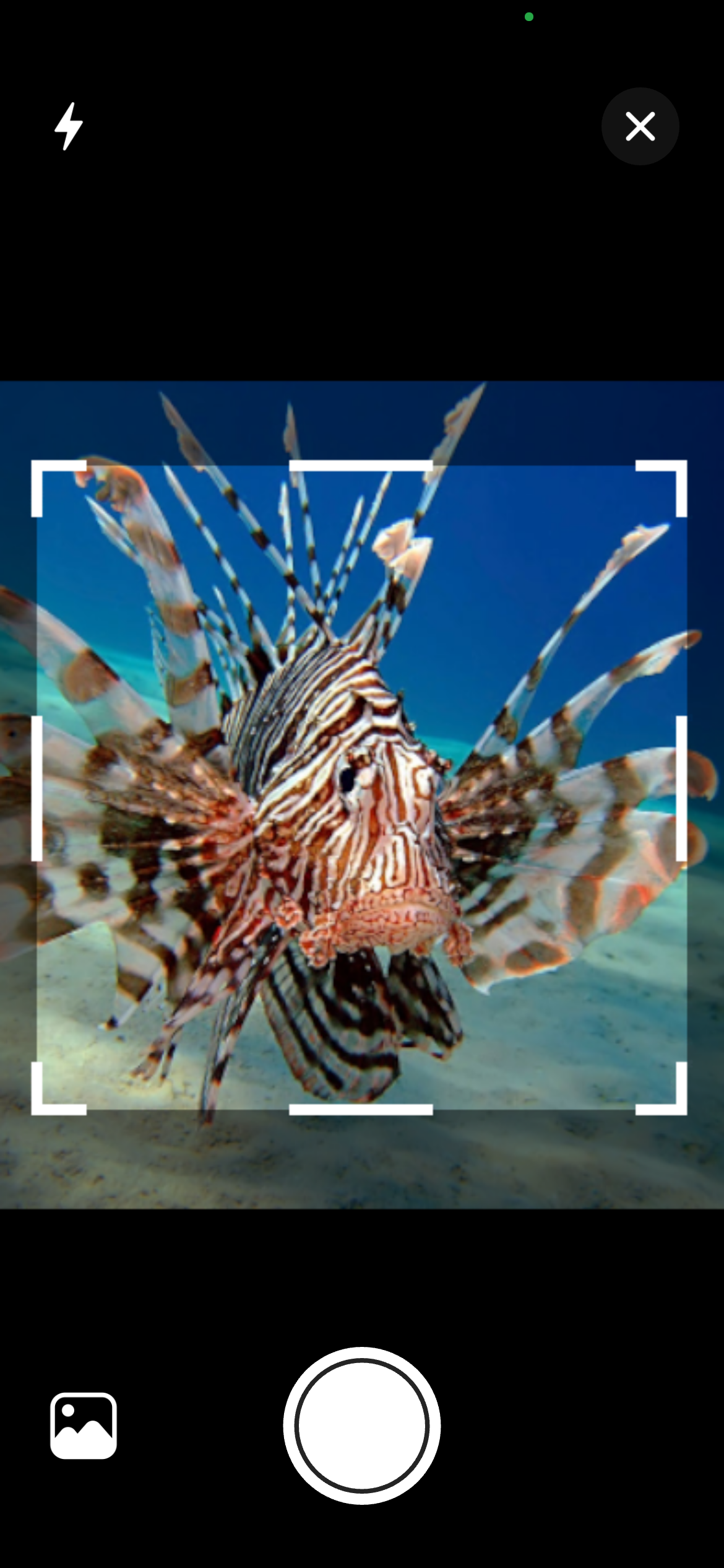 Taking a photo of a fish